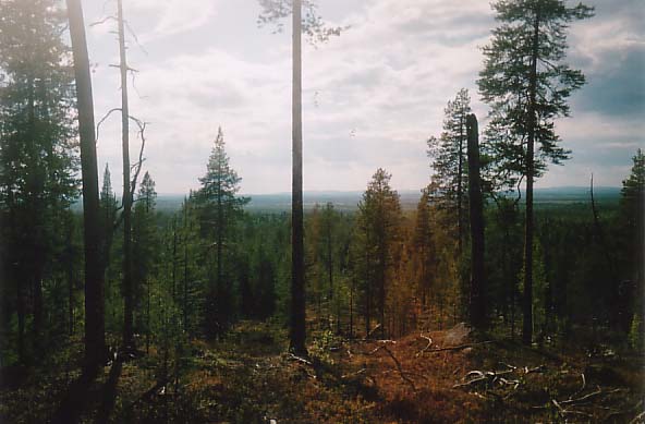 Kuvaus: Kuvaus: Kuvaus: Kuvaus: C:\Users\Esa\Documents\2015\kotkannakoala.jpg